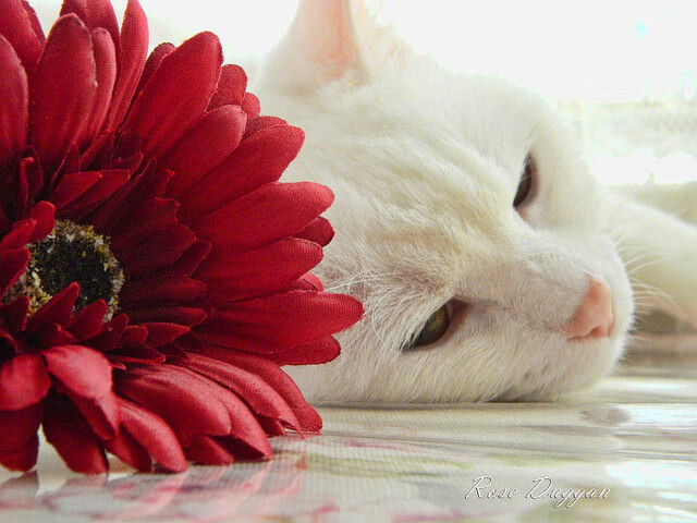 开云kaiyun-“青少年足球主题公益跑运动会在全国火热举行”，青少年校园足球赛